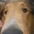 Judie Cat's profile image
