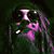 Giuseppe D'Alessio's profile image