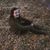 Jamie Roberts's profile image