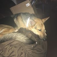 Vikki Veillon Drosos's profile image