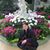 Karen Adriana's profile image