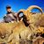 Marco Solt's profile image