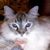 Anne C Thomas's profile image