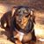 Peter Harris's profile image