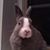 Harlow Winter's profile image