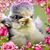 Zani Palma Gregorich's profile image