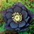 Ericka Ann Rodriquez's profile image