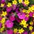Vicki Silvey's profile image