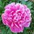 Marge Procasco's profile image