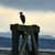 Janet Gillespie-bayyuk's profile image