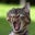 Shaw'de's profile image