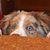 Kevin Dutil's profile image
