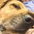 Amy Thrasher's profile image