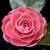 Doralba Robles Robles's profile image