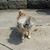 Cheryl Sharkey Hoffman's profile image