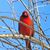 Tracey Levesque's profile image
