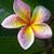 Gizella Kapus's profile image