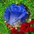 Marilyn Bentley's profile image