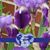 Denise Standridge Tibbitts's profile image