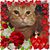 Jami Morris's profile image