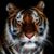 Dottie Walters's profile image
