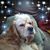 Patrick W. Egan's profile image