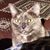 Rose Madder's profile image