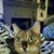 Sherri Wright Trowbridge's profile image
