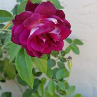 Kimberley Bailey Riggs's profile image