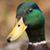 Dick Nockleby's profile image