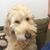 Janelle Perme's profile image