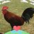 Lemon Kelso's profile image