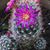 Diane Michener's profile image