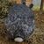 Letitia Tappa's profile image
