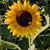 Amy West Stedman's profile image