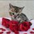 Michelle Curcio Frostybengals's profile image