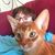 Kay F. Lubansky's profile image