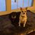 Stacey Witmer's profile image