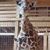 Dena Compeau Arens's profile image