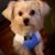 Lisa Murphy Ross's profile image