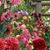 Shelly Magness's profile image