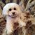 Heidi Bonadies's profile image