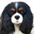 Kimberly Blomquist's profile image