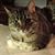 Kay White's profile image