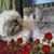 Maureen Soto's profile image
