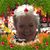 Marilyn Cannezzaro's profile image
