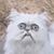 Nathan Gilbow's profile image