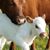 Pavonne Camerer's profile image
