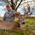 Bob Browning's profile image