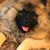 Francine Santangelo's profile image